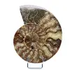 Ammonite lucidata naturale del Madagascar - 0