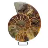 Ammonite naturale lucido fossile - 0