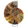 Un pezzo di ammonite - 0