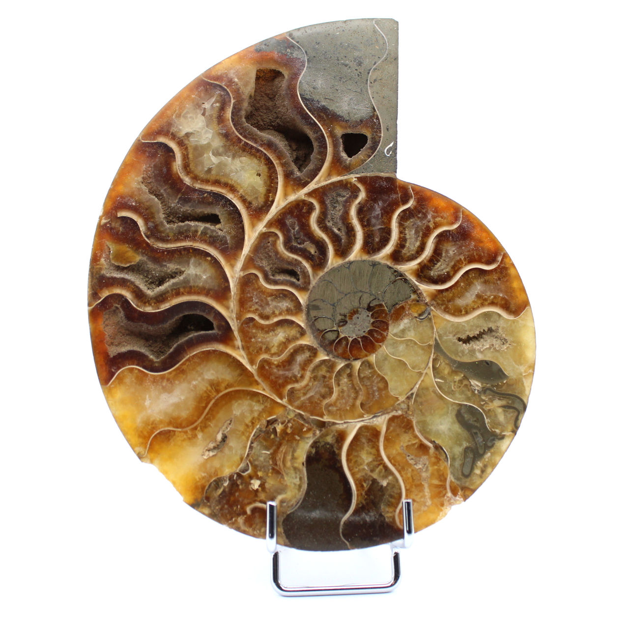 Un pezzo di ammonite
