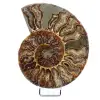 Ammonite fossile levigata del Madagascar - 0