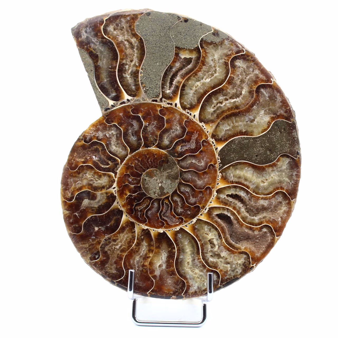 Ammonite fossile levigata del Madagascar