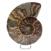 Ammonite levigata del Madagascar - 0