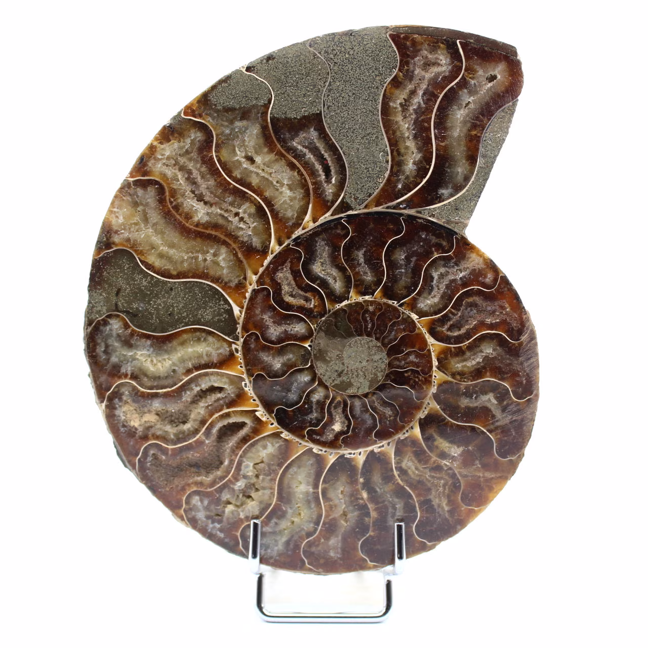 Ammonite levigata del Madagascar