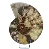 Ammonite naturale del madagascar - 0