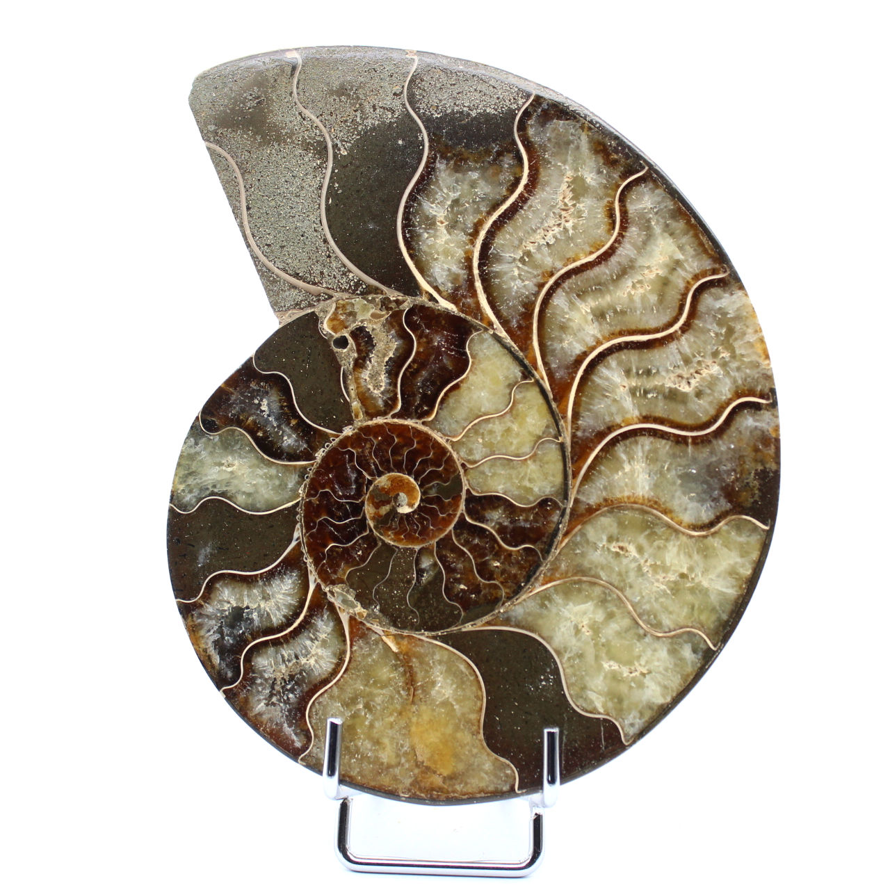 Ammonite naturale del madagascar
