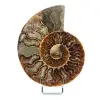 Ammonite naturale fossile - 0