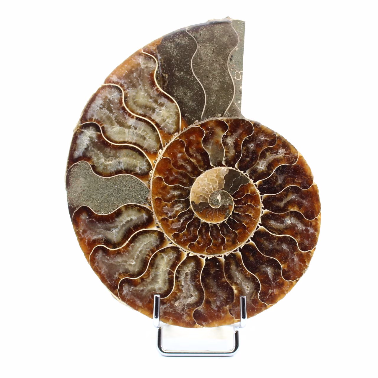 Ammonite naturale fossile