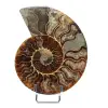 Ammonite fossile del Madagascar - 0