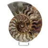Ammonite del Madagascar - 0
