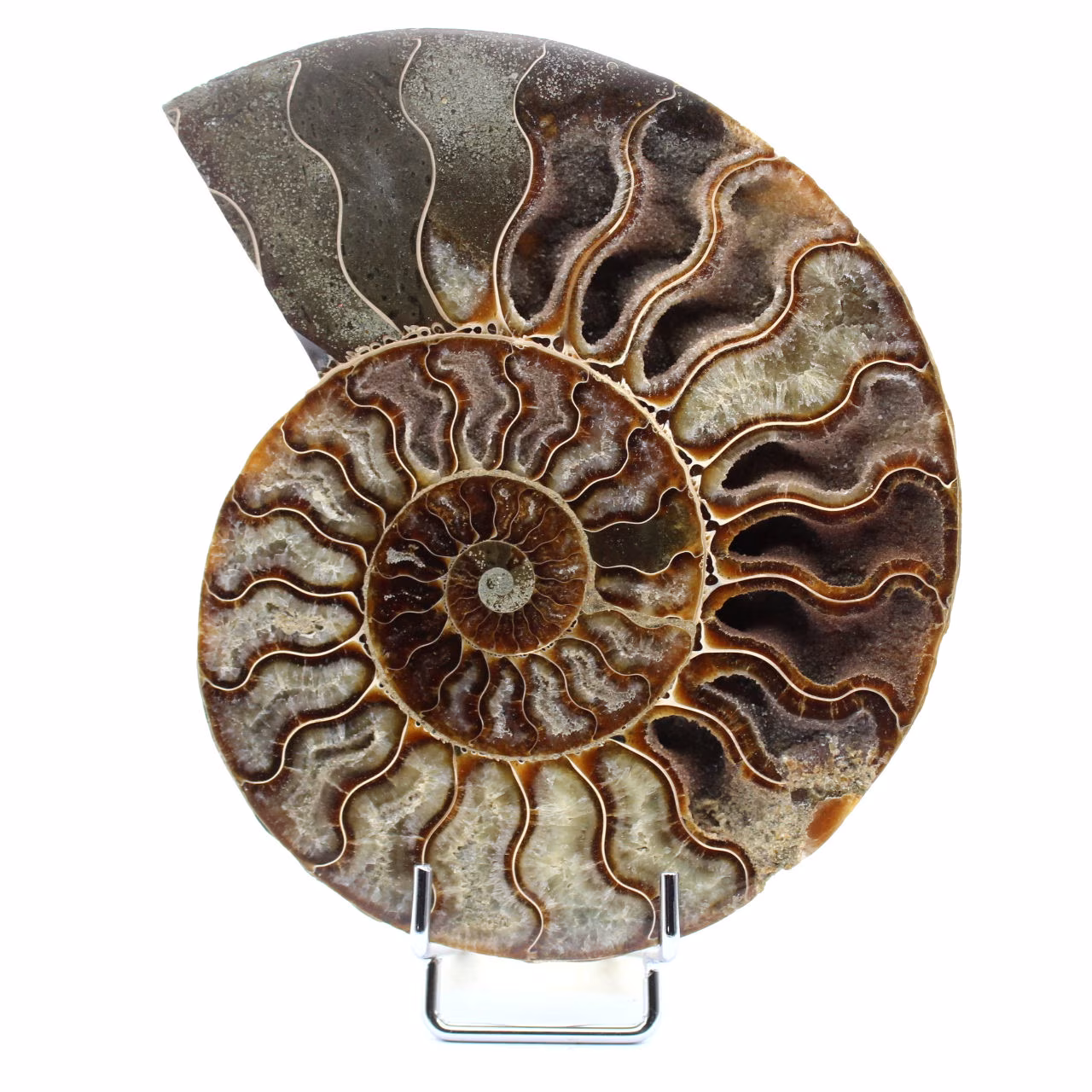 Ammonite del Madagascar