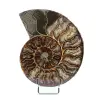 Ammonite segata levigata - 0