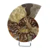 Ammonite fossile levigata del Madagascar - 0