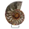 Ammonite naturale del madagascar - 0
