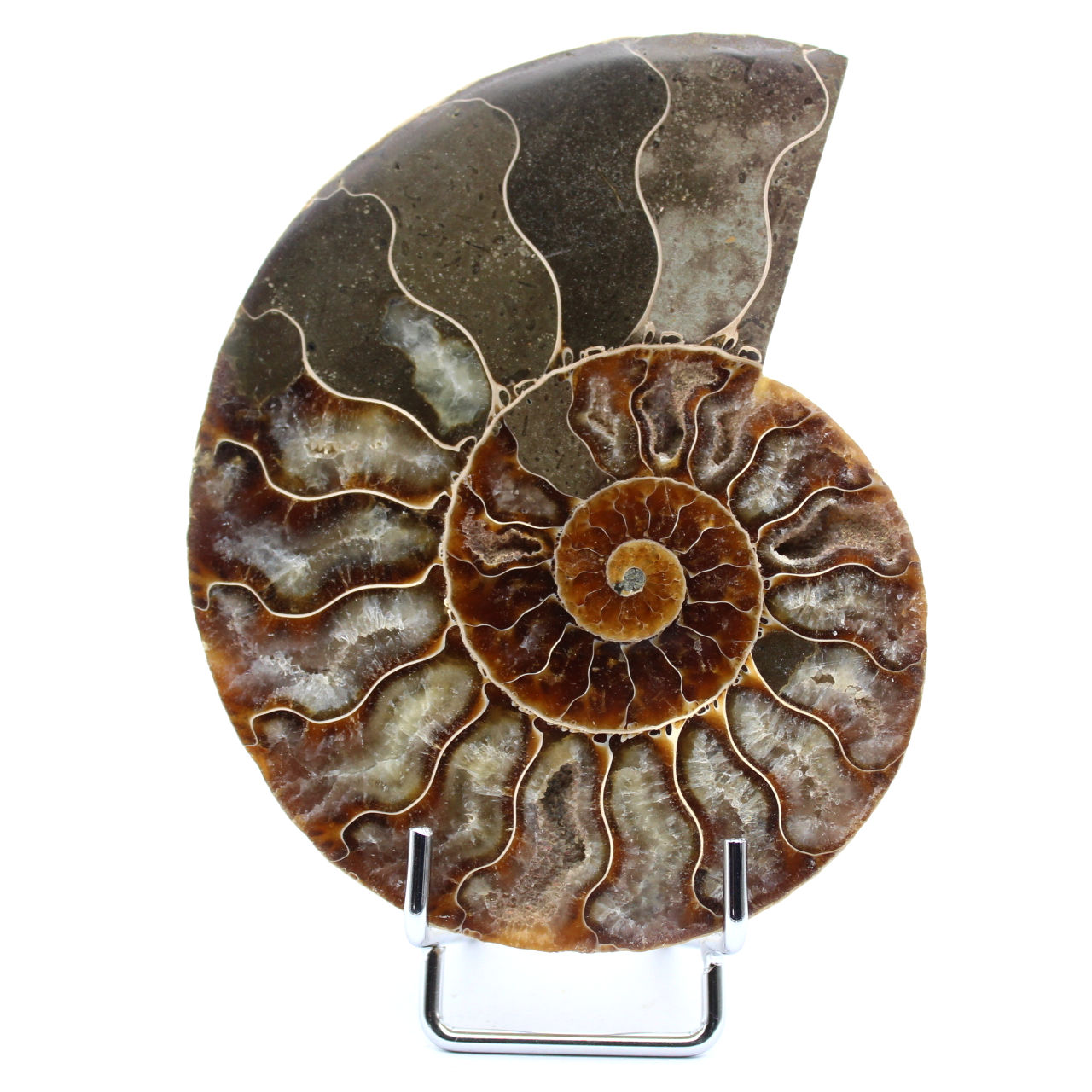 Ammonite naturale del madagascar