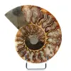 Ammonite naturale lucido fossile - 0