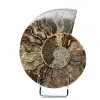 Un pezzo di ammonite - 0