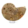 Ammonite naturale fossile - 0