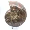 Ammonite intera danneggiata - 0
