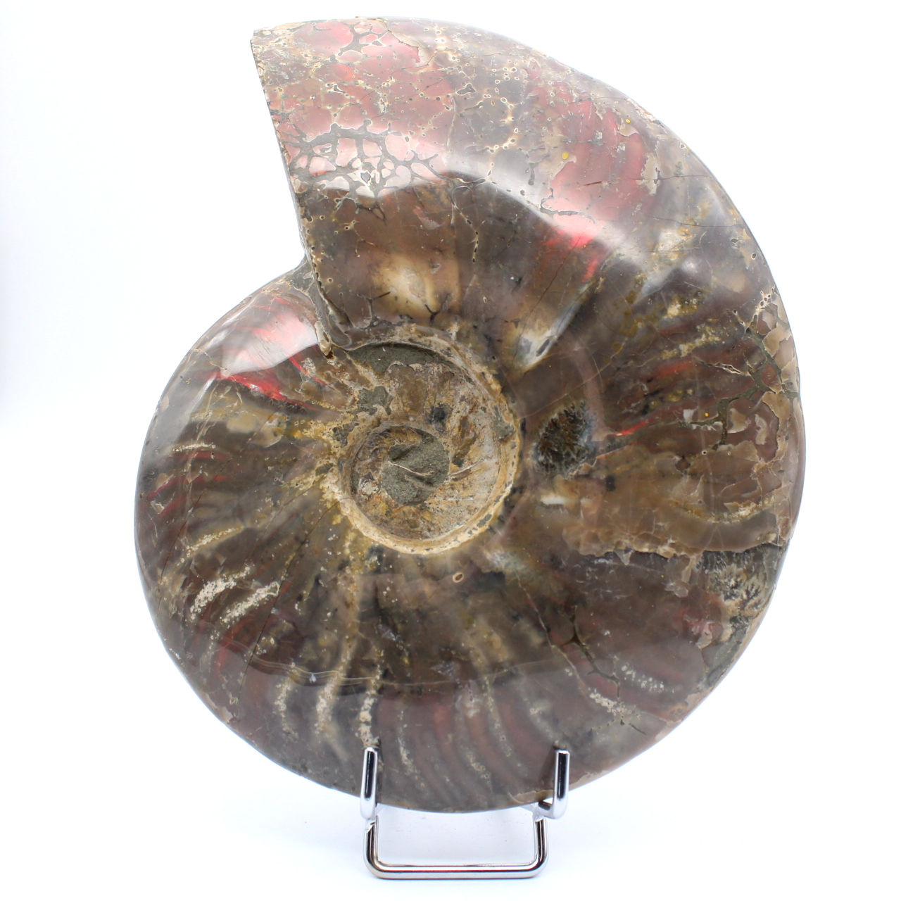 Ammonite intera danneggiata