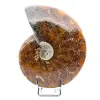 Ammonite intera danneggiata - 0
