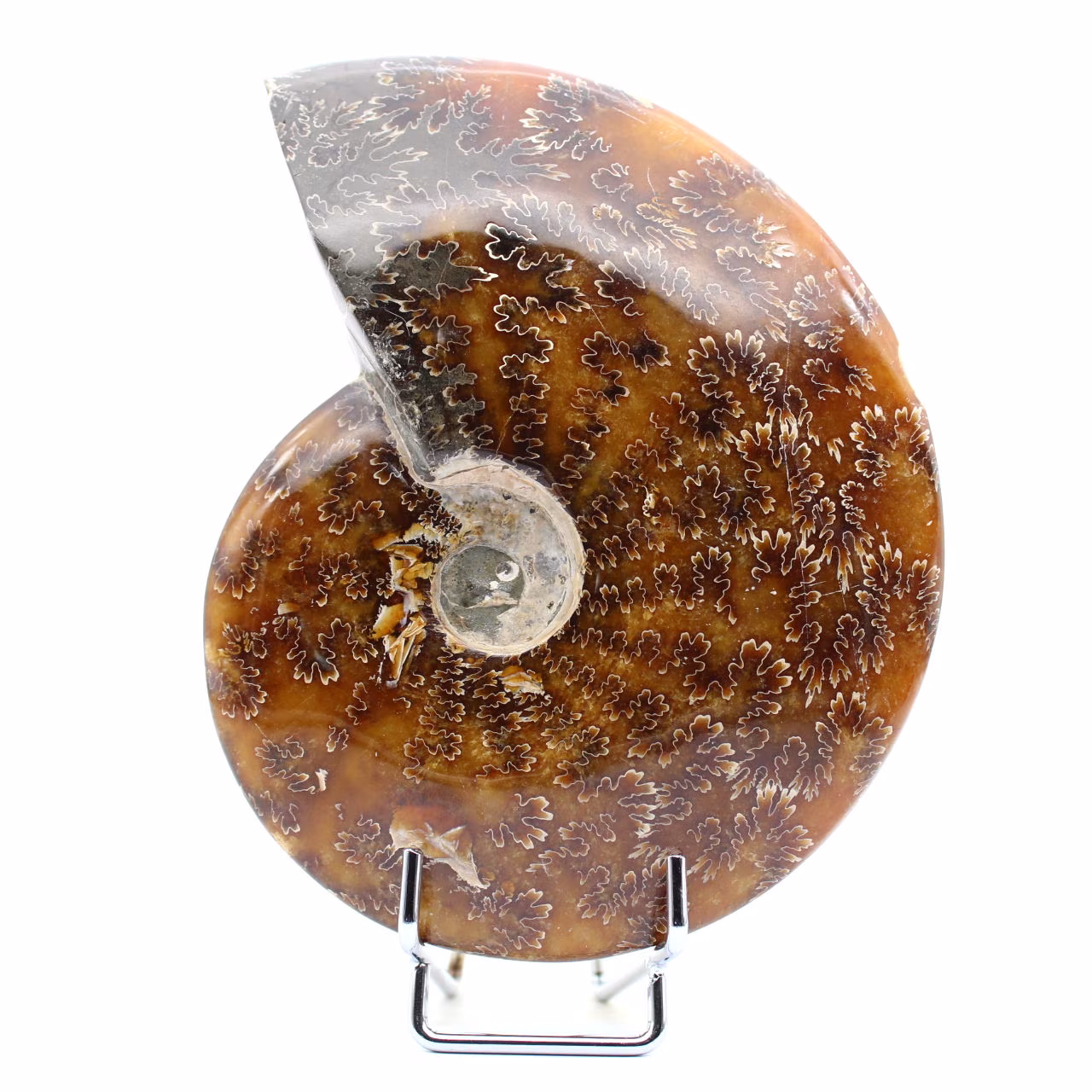 Ammonite intera danneggiata