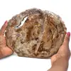 Fetta di legno fossile lucidata - 0
