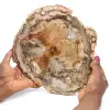 Fetta di legno fossile lucidata - 0