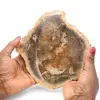 Fetta di legno fossile lucidata - 0