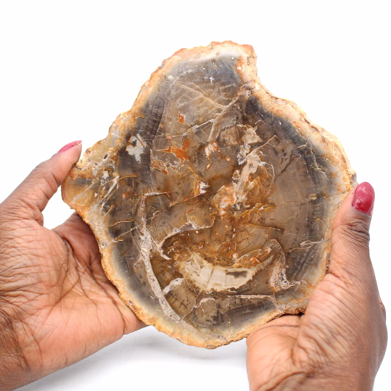 Fetta di legno fossile lucidata