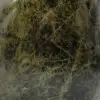 Diopside naturale da collezione - 5
