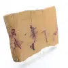 Lastra mokaite lucida - 3