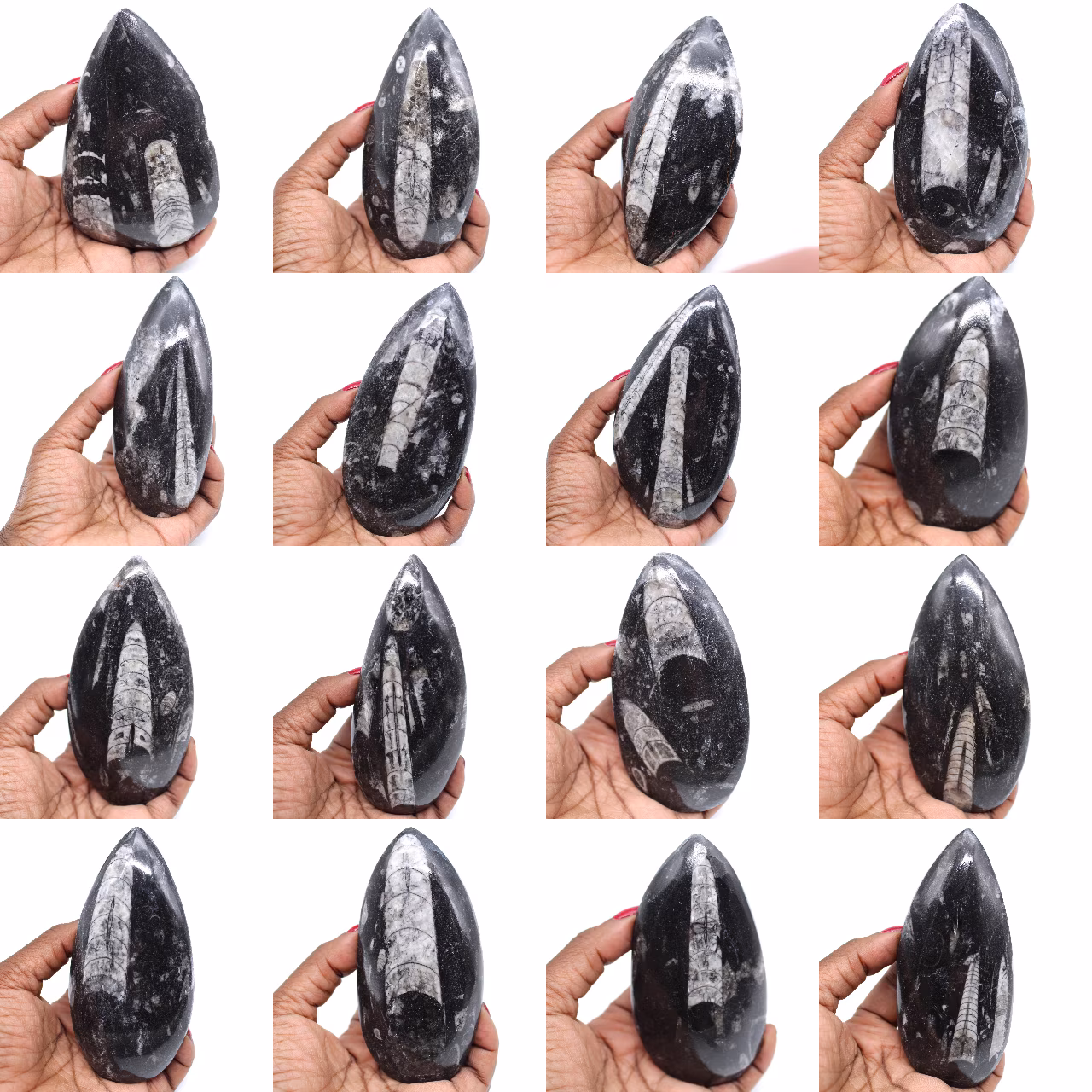 Fossile di orthocera lucidato