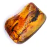 Esemplare di ambra fossile - 0