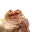 Vanadinite cristallizzata — 2