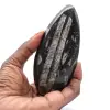 Orthoceras marocchine - 0