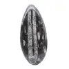 Orthoceras marocchine - 1