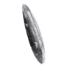 Orthoceras marocchine - 2