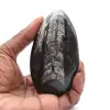 Fossile di ortocera - 0