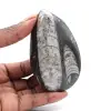 Orthoceras fossile Marocco - 0