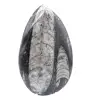 Orthoceras fossile Marocco - 1