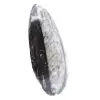Orthoceras fossile Marocco - 2