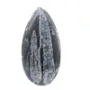Orthoceras fossili dal Marocco - 1