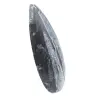 Orthoceras fossili dal Marocco - 2