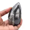 Orthoceras marocchine - 0