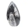 Orthoceras marocchine - 1