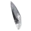 Orthoceras marocchine - 2