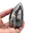 Orthoceras marocchine