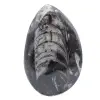 Orthoceras fossili dal Marocco - 1