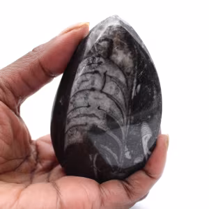 Orthoceras fossili dal Marocco